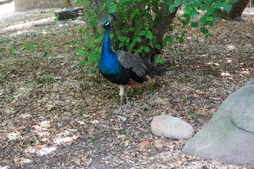 Obraz premium Peacock 