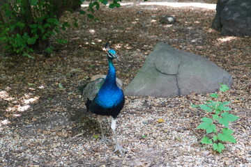 Obraz premium Peacock 