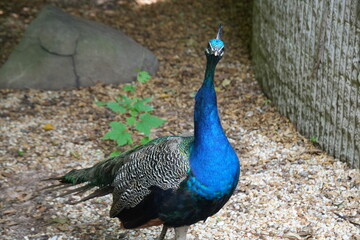 Fototapeta premium Peacock 