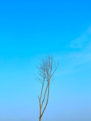 tree with blue sky background