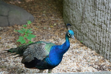 Obraz premium Peacock 