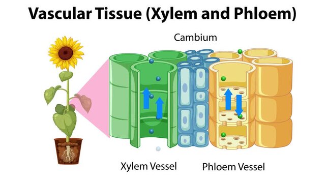 Vascular Tissue Function in Plants