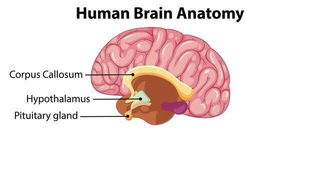 Human Brain Anatomy Animation