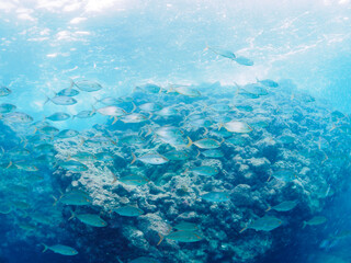 Fototapeta premium キビナゴの大群を襲う迫力あるカンパチ（アジ科）の群れ。日本国静岡県伊豆半島賀茂郡南伊豆町中木から渡し船で渡るヒリゾ浜-2024年7月Greater Amberjack (Seriola dumerili) Rainbow Runner (Elagatis bipinnulata) Silver-Stripe Round Herrings (Spratelloides gracilis). 