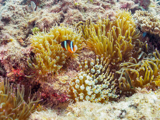 美しいイソギンチャク畑の可愛いクマノミ（クマノミ亜科）の幼魚。

日本国静岡県伊豆半島賀茂郡南伊豆町中木から渡し船で渡るヒリゾ浜-2024年7月

The Lovely juvenile Yellowtail clownfish (Amphiprion clarkii) in Beautiful Sea Anemones,
