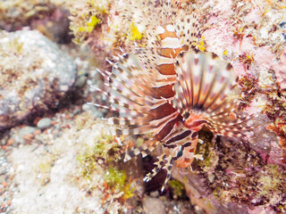 広げた羽根が美しいキリンミノ（フサカサゴ科）の幼魚。

日本国静岡県伊豆半島賀茂郡南伊豆町中木から渡し船で渡るヒリゾ浜-2024年7月

The Beautiful Zebra turkeyfish (Dendrochirus zebra) juvenile and others. 
