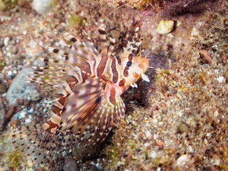 広げた羽根が美しいキリンミノ（フサカサゴ科）の幼魚。

日本国静岡県伊豆半島賀茂郡南伊豆町中木から渡し船で渡るヒリゾ浜-2024年7月

The Beautiful Zebra turkeyfish (Dendrochirus zebra) juvenile and others. 
