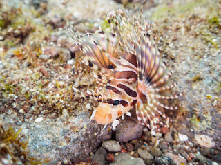 広げた羽根が美しいキリンミノ（フサカサゴ科）の幼魚。

日本国静岡県伊豆半島賀茂郡南伊豆町中木から渡し船で渡るヒリゾ浜-2024年7月

The Beautiful Zebra turkeyfish (Dendrochirus zebra) juvenile and others. 
