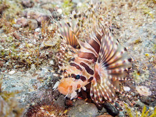 広げた羽根が美しいキリンミノ（フサカサゴ科）の幼魚。

日本国静岡県伊豆半島賀茂郡南伊豆町中木から渡し船で渡るヒリゾ浜-2024年7月

The Beautiful Zebra turkeyfish (Dendrochirus zebra) juvenile and others. 
