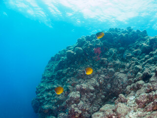 美しいチョウチョウウオ（チョウチョウウオ科）他の群れ。

日本国静岡県伊豆半島賀茂郡南伊豆町中木から渡し船で渡るヒリゾ浜-2024年7月

The Beautiful school of Oriental ButterflyFish (Chaetodon aurites) and others.
