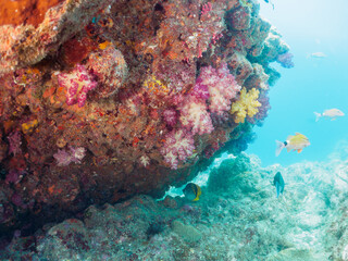 美しく大きなニセフウライチョウチョウウオ（チョウチョウウオ科科）、ニザダイ（ニザダイ科）、メジナ（イスズミ科）他の群れ。
静岡県伊豆半島南伊豆町中木ヒリゾ浜-2024年7月
Lined butterflyfish, Chaetodon lineolatus, Sawtail juvenile (Prionurus scalprum), Largescale Blackfish, 