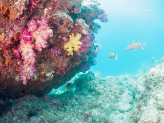 美しく大きなニセフウライチョウチョウウオ（チョウチョウウオ科科）、ニザダイ（ニザダイ科）、メジナ（イスズミ科）他の群れ。
静岡県伊豆半島南伊豆町中木ヒリゾ浜-2024年7月
Lined butterflyfish, Chaetodon lineolatus, Sawtail juvenile (Prionurus scalprum), Largescale Blackfish, 