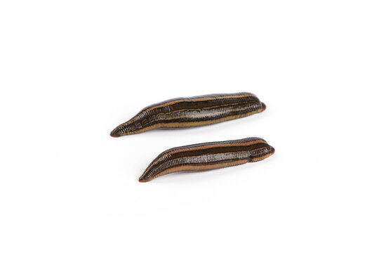 two leeches isolated on a white background.