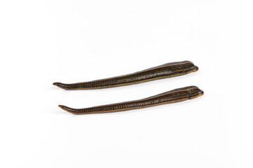 two leeches isolated on a white background.