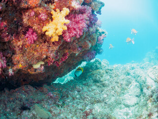 美しく大きなニセフウライチョウチョウウオ（チョウチョウウオ科科）、ニザダイ（ニザダイ科）、メジナ（イスズミ科）他の群れ。
静岡県伊豆半島南伊豆町中木ヒリゾ浜-2024年7月
Lined butterflyfish, Chaetodon lineolatus, Sawtail juvenile (Prionurus scalprum), Largescale Blackfish, 