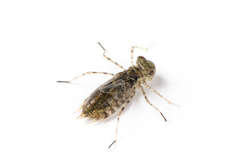 Dragonfly larvae isolated on white background.