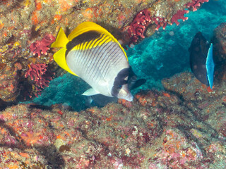美しく大きなニセフウライチョウチョウウオ（チョウチョウウオ科科）、ニザダイ（ニザダイ科）、メジナ（イスズミ科）他の群れ。
静岡県伊豆半島南伊豆町中木ヒリゾ浜-2024年7月
Lined butterflyfish, Chaetodon lineolatus, Sawtail juvenile (Prionurus scalprum), Largescale Blackfish, 