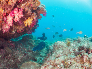 美しいアオブダイ（ブダイ科）、ニザダイ（ニザダイ科）、メジナ（イスズミ科）他の群れ。

日本国静岡県伊豆半島賀茂郡南伊豆町中木から渡し船で渡るヒリゾ浜-2024年7月

A school of the Beautiful Knobsnout Parrotfish (Scarus ovifrons), Sawtail juvenile (Prionurus scalprum), Largescale