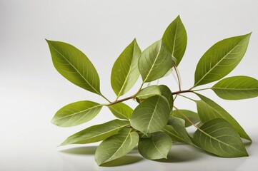 Naklejka premium tropical green leaves,maple with white background for design element