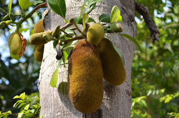 Jackfruit (Artocarpus heterophyllus), also known as jackfruit, is a species of tree in the fig,...