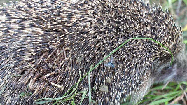 hedgehog's back with veterinary care for miasis.