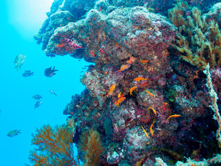 ウミカラマツ（ソフトコーラル）が生えるドロップオフのキンギョハナダイ（ハナダイ亜科）、スズメダイ（スズメダイ科）他群れ
静岡県伊豆半島賀茂郡南伊豆町中木から渡し船で渡るヒリゾ浜-2024年7月
Sea Goldie (Pseudanthias squamipinnis)
Damselfish, Chromis notata, 
Antipathes japonica