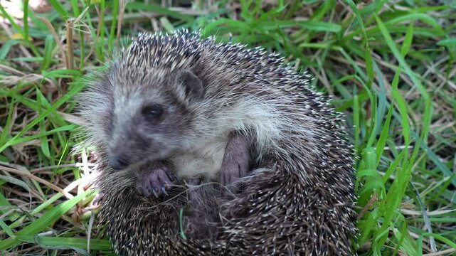 comical hedgehog, ts face scrunched in concentration,as it tries to flip over while licking its snout.
