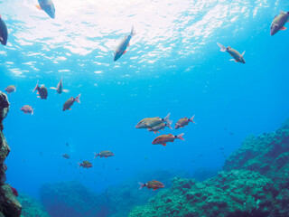 Fototapeta premium 逆光の美しいホウライヒメジ（ヒメジ科）の他群れ。日本国静岡県伊豆半島賀茂郡南伊豆町中木から渡し船で渡るヒリゾ浜-2024年7月A school of the Beautiful Whitesaddle goatfish (Parupeneus ciliatus) and others. 