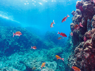 逆光の美しいホウライヒメジ（ヒメジ科）の他群れ。

日本国静岡県伊豆半島賀茂郡南伊豆町中木から渡し船で渡るヒリゾ浜-2024年7月

A school of the Beautiful Whitesaddle goatfish (Parupeneus ciliatus) and others. 
