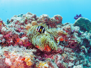 美しいイソギンチャク畑の可愛いクマノミ（クマノミ亜科）のペア。

日本国静岡県伊豆半島賀茂郡南伊豆町中木から渡し船で渡るヒリゾ浜-2024年7月

The Lovely Yellowtail clownfish (Amphiprion clarkii) Pair in Beautiful Sea Anemones,
