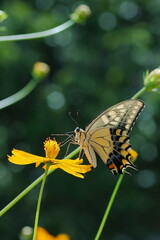 キバナコスモスにとまるキアゲハ