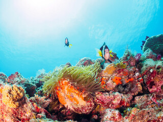 美しいイソギンチャク畑の可愛いクマノミ（クマノミ亜科）のペア。

日本国静岡県伊豆半島賀茂郡南伊豆町中木から渡し船で渡るヒリゾ浜-2024年7月

The Lovely Yellowtail clownfish (Amphiprion clarkii) Pair in Beautiful Sea Anemones,
