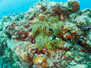 美しいイソギンチャク畑の可愛いクマノミ（クマノミ亜科）のペア。

日本国静岡県伊豆半島賀茂郡南伊豆町中木から渡し船で渡るヒリゾ浜-2024年7月

The Lovely Yellowtail clownfish (Amphiprion clarkii) Pair in Beautiful Sea Anemones,
