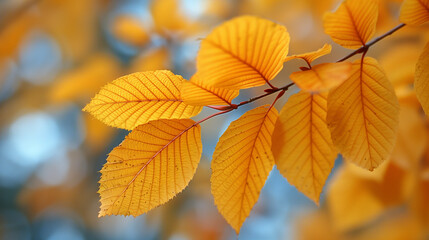 Obraz premium Close-up of vibrant yellow autumn leaves on a branch with soft focus background.