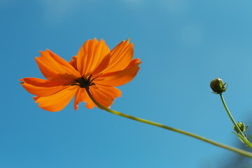 青空に向かって咲くキバナコスモス