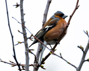 Common chaffinch