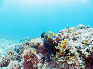 岩の間に隠れる大きな美しいワモンダコ（マダコ科）。

日本国静岡県伊豆半島賀茂郡南伊豆町中木から渡し船で渡るヒリゾ浜-2024年7月

A big beautiful Big Blue Octopus (Octopus cyanea) hiding among the rocks.
