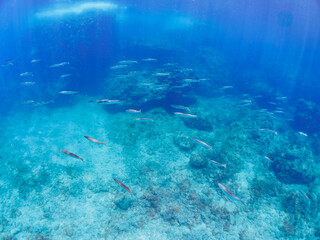 キビナゴの大群を襲う迫力あるタイワンカマス（カマス科）他の群れ。

日本国静岡県伊豆半島賀茂郡南伊豆町中木から渡し船で渡るヒリゾ浜-2024年7月

Yellowtail barracuda (Sphyraena obtusata) attacking a Silver-Stripe Round Herrings (Spratelloides gracilis).
