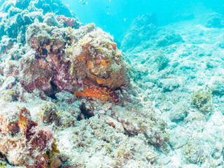 大きく美しいアカハタ（ハタ科）。

日本国静岡県伊豆半島賀茂郡南伊豆町中木から渡し船で渡るヒリゾ浜-2024年7月

A large, beautiful Blacktip Grouper (Epinephelus fasciatus) .
