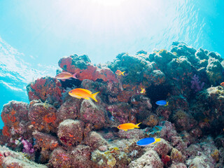 キンギョハナダイ（ハナダイ亜科）、ソラスズメダイ（スズメダイ科）他の群れ。

日本国静岡県伊豆半島賀茂郡南伊豆町中木から渡し船で渡るヒリゾ浜-2024年7月

A schools of Sea Goldie (Pseudanthias squamipinnis), Heavenly Damselfish (Pomacentrus coelestis), and others.
