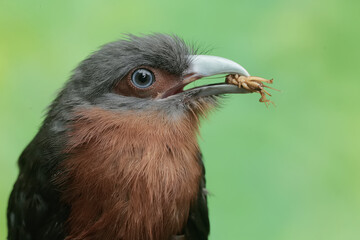 A young chestnut-breasted malkoha preys on a cricket. This beautifully colored bird has the scientific name Phaenicophaeus curvirostris.
