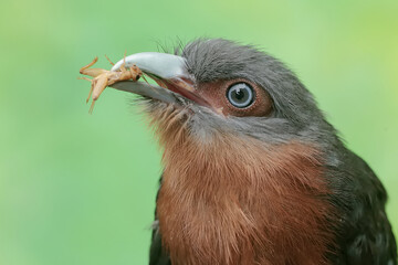 A young chestnut-breasted malkoha preys on a cricket. This beautifully colored bird has the scientific name Phaenicophaeus curvirostris.