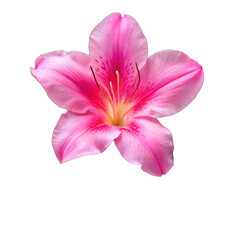Azalea flower isolated on transparent background