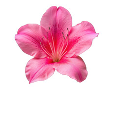 Naklejka premium Azalea flower isolated on transparent background