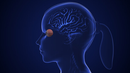 The optic nerve and its visual connection with the brain