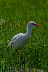 Obraz premium white ibis bird