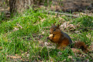 squirrel eating nut