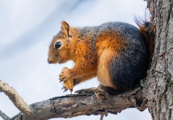 Obraz premium squirrel on a tree