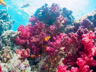 ウミトサカ（ソフトコーラル）他が生えるドロップオフのキンギョハナダイ（ハナダイ亜科）ソラスズメダイ（スズメダイ科）他群れ
静岡県伊豆半島賀茂郡南伊豆町中木から渡し船で渡るヒリゾ浜-2024年6月
Sea Goldie (Pseudanthias squamipinnis)
Heavenly Damselfish (Pomacentrus coelestis)
Alcyonacea
