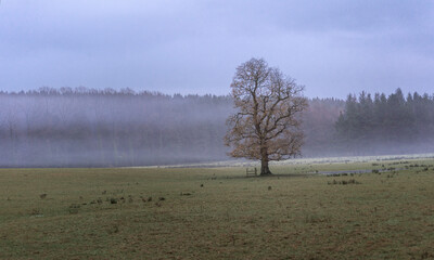 misty morning in the forest
